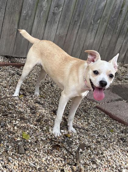 Enlarge Mr. Penelope, a Adoptable mixed breed in New Orleans, LA image 2/3