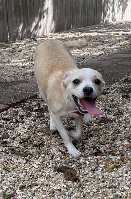 Enlarge Mr. Penelope, a Adoptable mixed breed in New Orleans, LA image 3/3