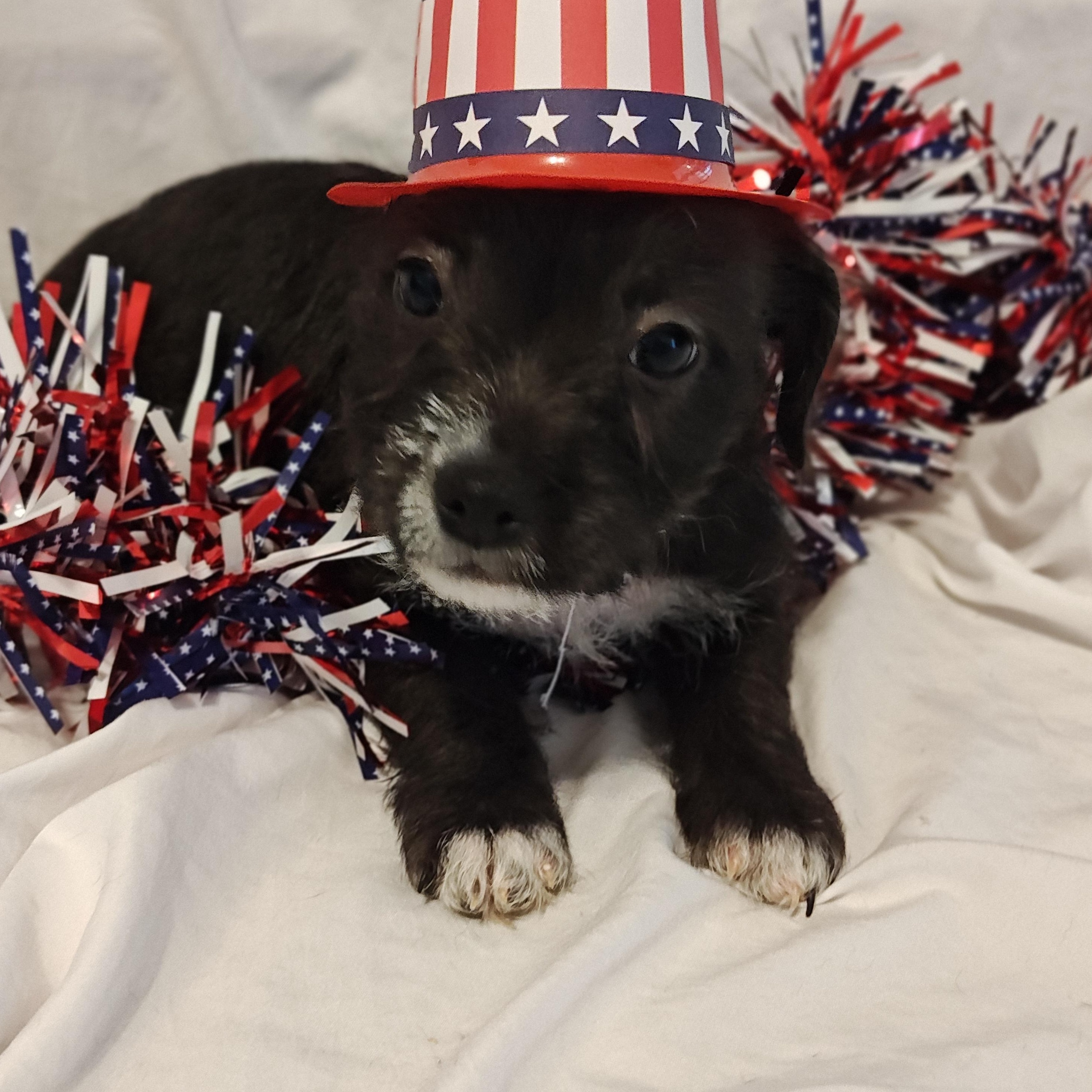 Chloe, an adoptable Terrier Mix in Salisbury, MD_image-1