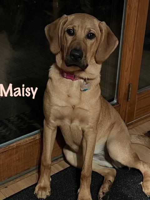 Maisy, a ADOPTABLE mixed breed in Elburn, IL image 1/5