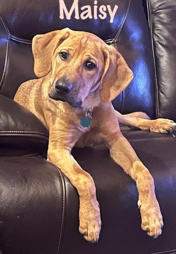 Maisy, a ADOPTABLE mixed breed in Elburn, IL image 3/5