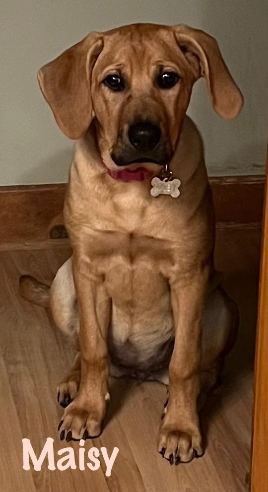 Maisy, a ADOPTABLE mixed breed in Elburn, IL image 2/5
