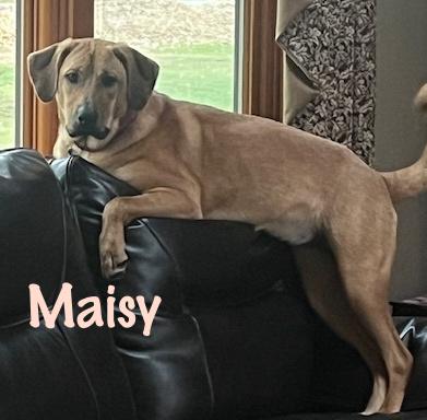Maisy, a ADOPTABLE mixed breed in Elburn, IL image 5/5
