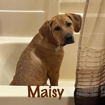 Maisy, a ADOPTABLE mixed breed in Elburn, IL image 4/5