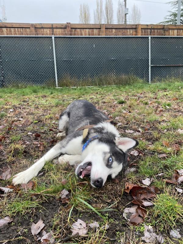 Enlarge Billy, a Adoptable mixed breed in Parksville, BC image 2/5