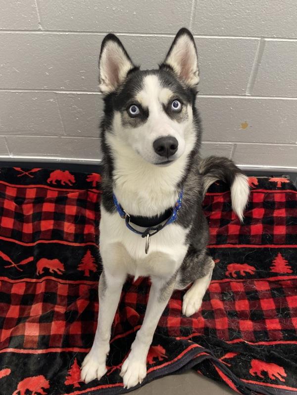 Enlarge Billy, a Adoptable mixed breed in Parksville, BC image 3/5