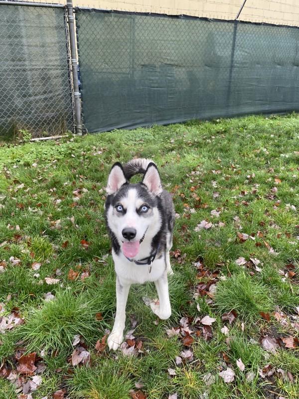 Enlarge Billy, a Adoptable mixed breed in Parksville, BC image 4/5