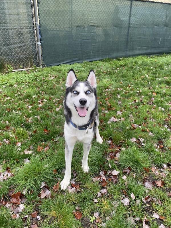 Enlarge Billy, a Adoptable mixed breed in Parksville, BC image 5/5