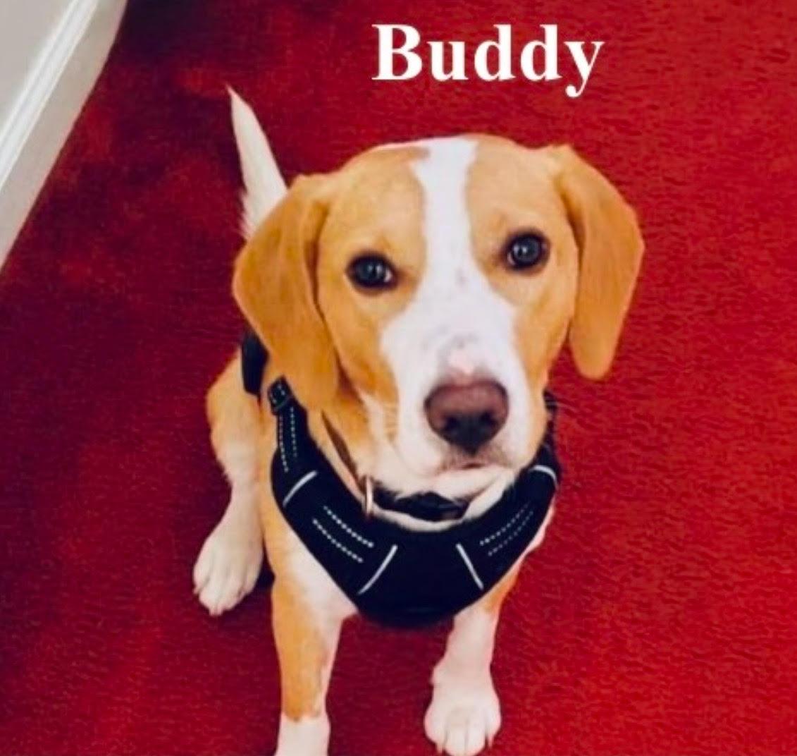 Buddy, Adopted, Young Male Beagle.