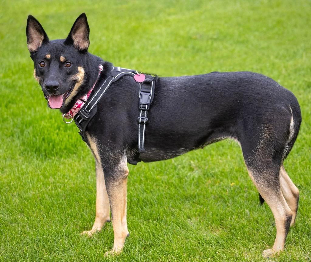 Nosh, Adoptable, Adult Female Australian Kelpie & Shepherd.