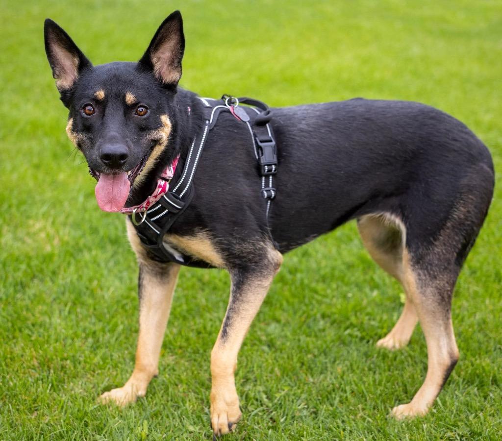 Nosh, Adoptable, Adult Female Australian Kelpie & Shepherd.