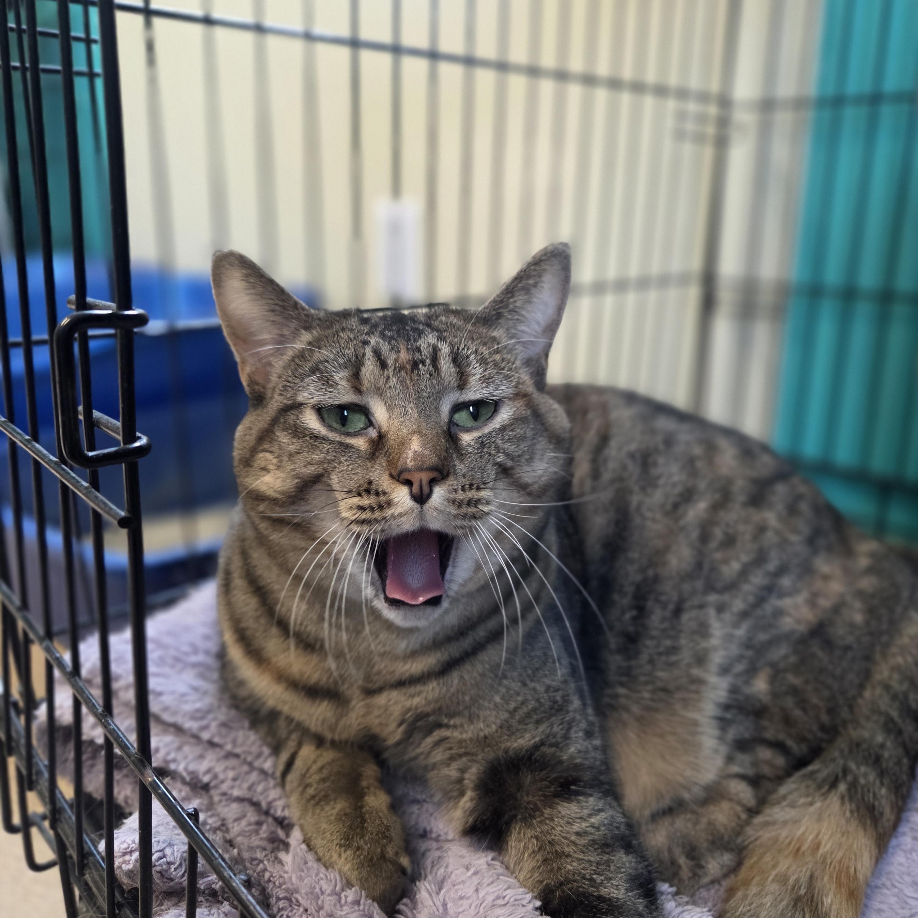 Enlarge Meringue, a Adoptable Domestic Short Hair in Brookings, SD image 2/2