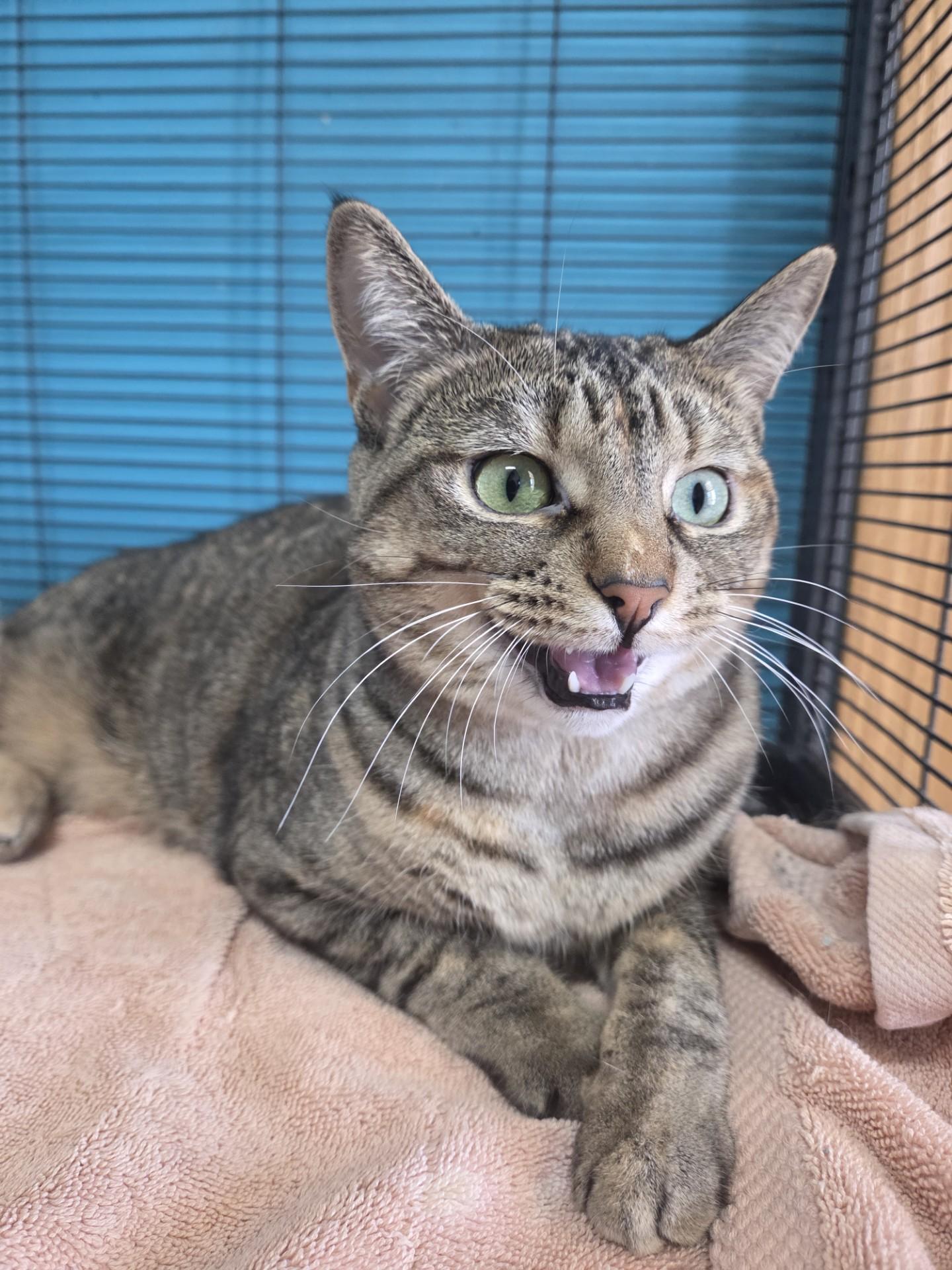 Meringue, a Adoptable Domestic Short Hair in Brookings, SD image 2/3