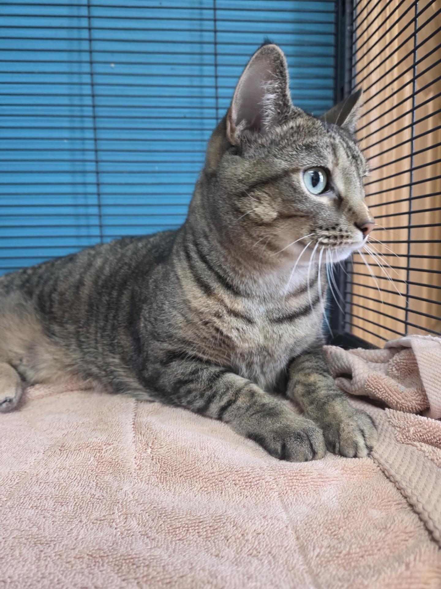 Meringue, a Adoptable Domestic Short Hair in Brookings, SD image 3/3