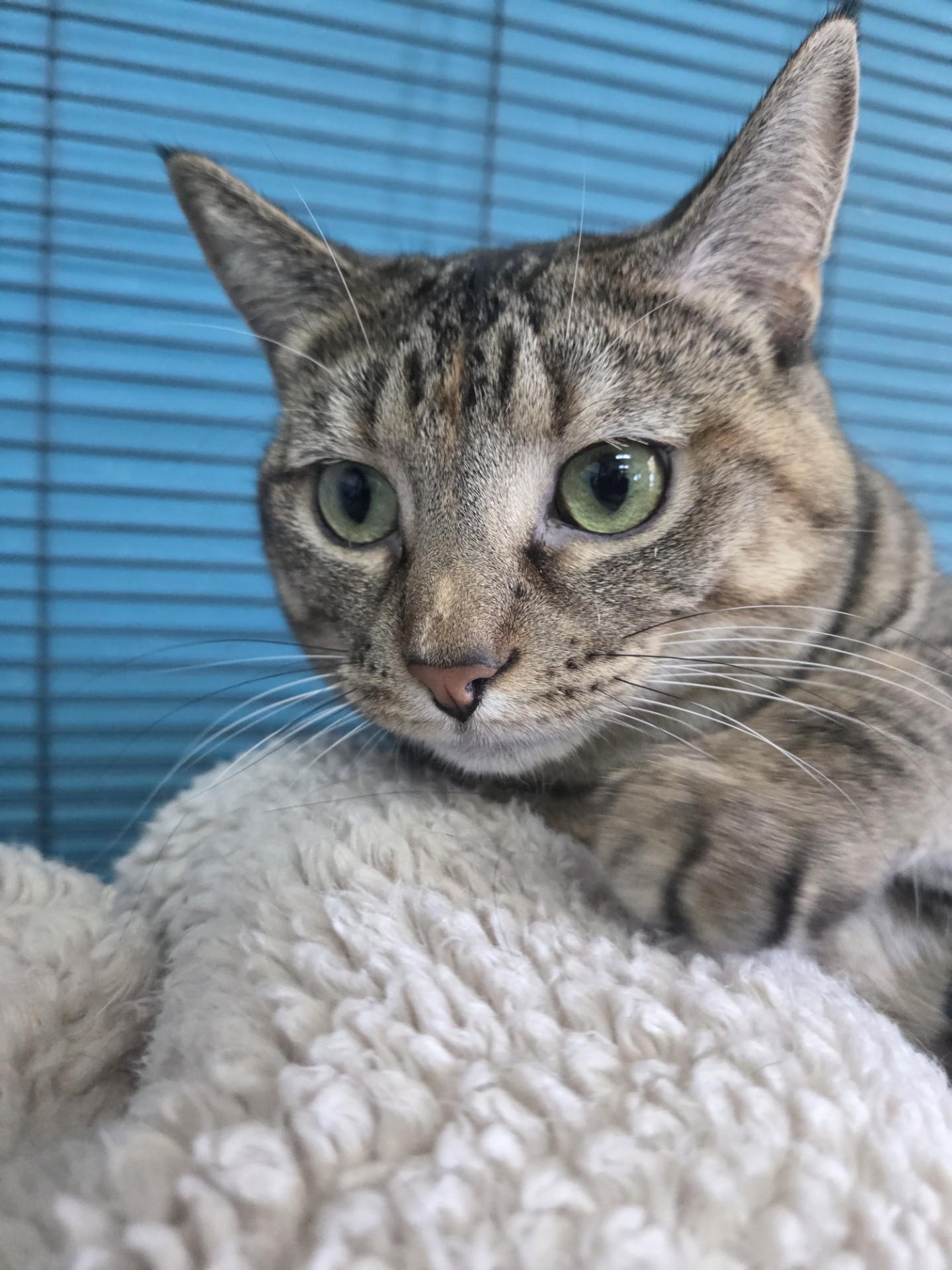 Meringue, a Adoptable Domestic Short Hair in Brookings, SD image 1/3