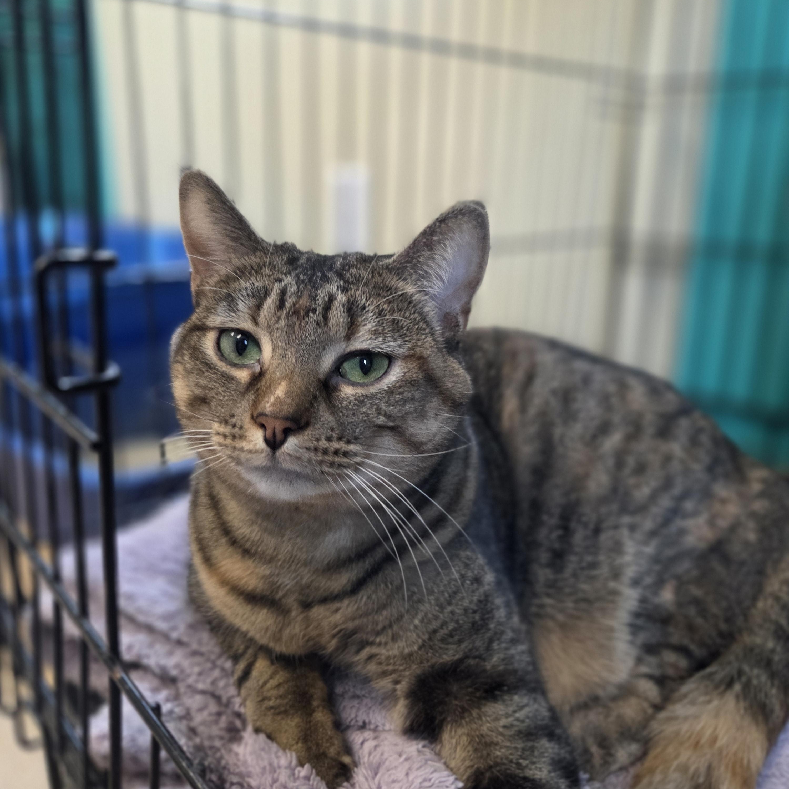 Enlarge Meringue, a Adoptable Domestic Short Hair in Brookings, SD image 1/2