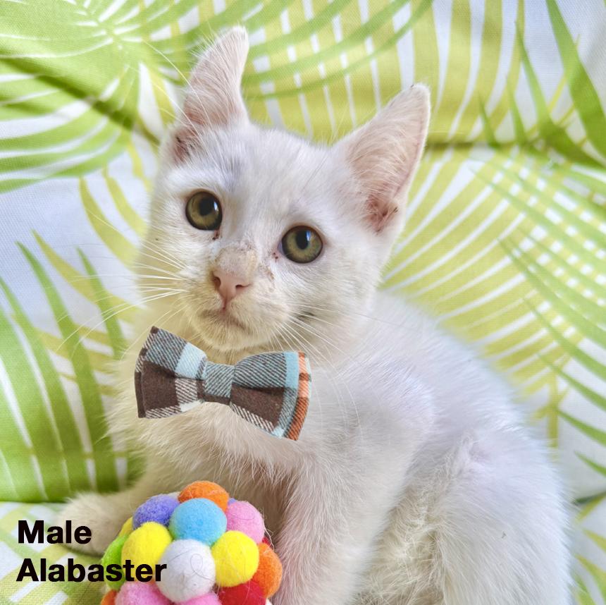 Alabaster, Adoptable, Kitten Male Domestic Short Hair.
