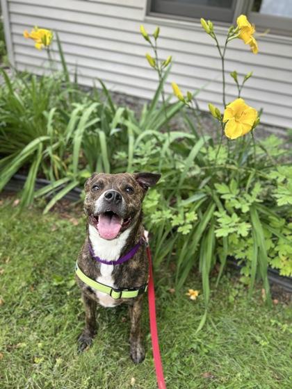 Enlarge Mozzy, a Adoptable mixed breed in Scotia, NY image 1/3