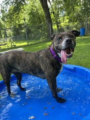 Enlarge Mozzy, a Adoptable mixed breed in Scotia, NY image 2/3