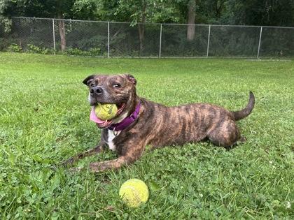 Enlarge Mozzy, a Adoptable mixed breed in Scotia, NY image 3/3