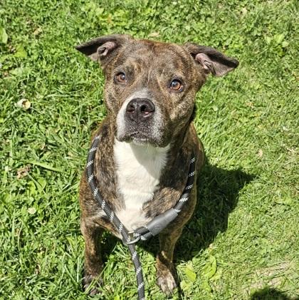 Enlarge Mozzy, a Adoptable mixed breed in Scotia, NY image 2/2