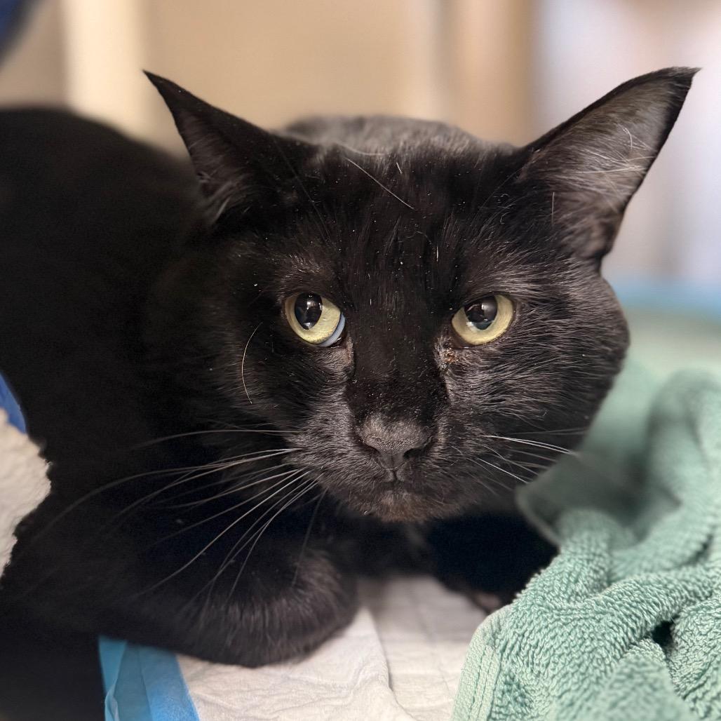 Onyx, Adoptable, Adult Male Bombay.
