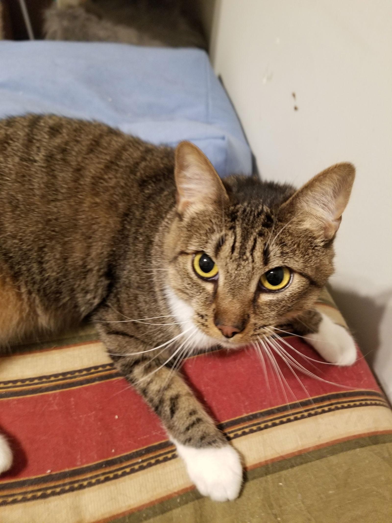 Stevie, Adoptable, Adult Male Tabby & Bengal.