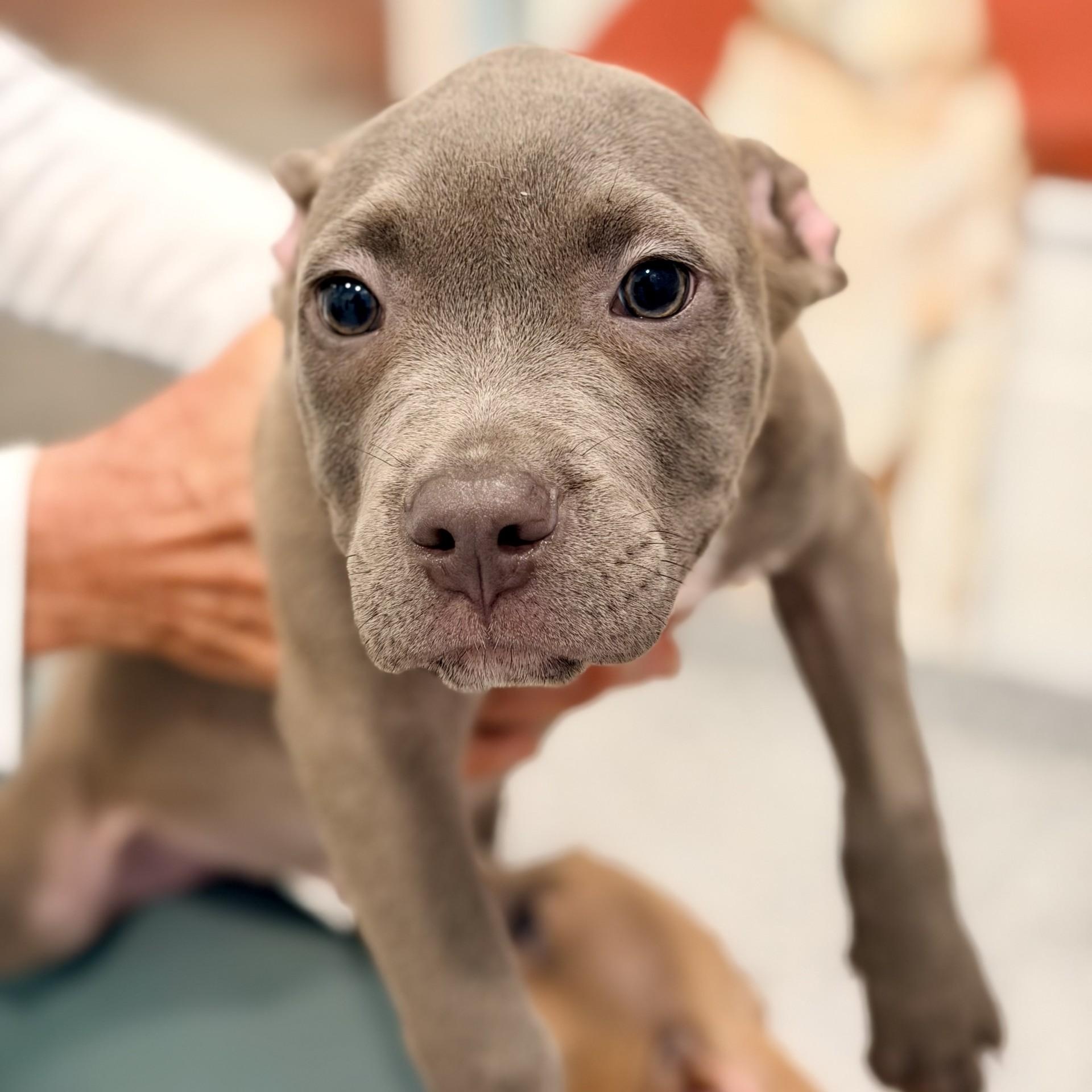 Beluga, an adopted mixed breed in Manahawkin, NJ image 1/2
