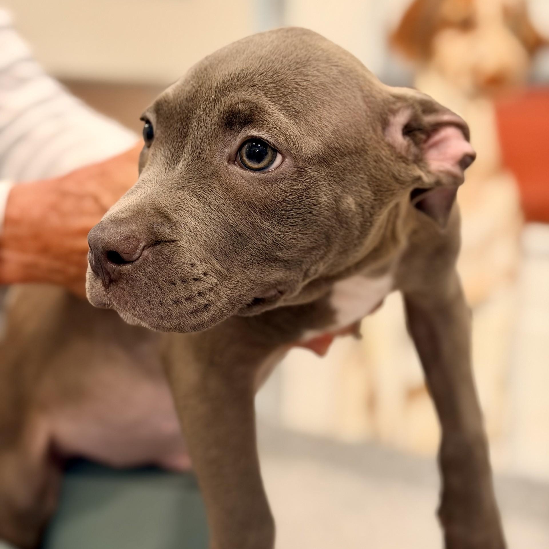 Beluga, an adopted mixed breed in Manahawkin, NJ image 2/2