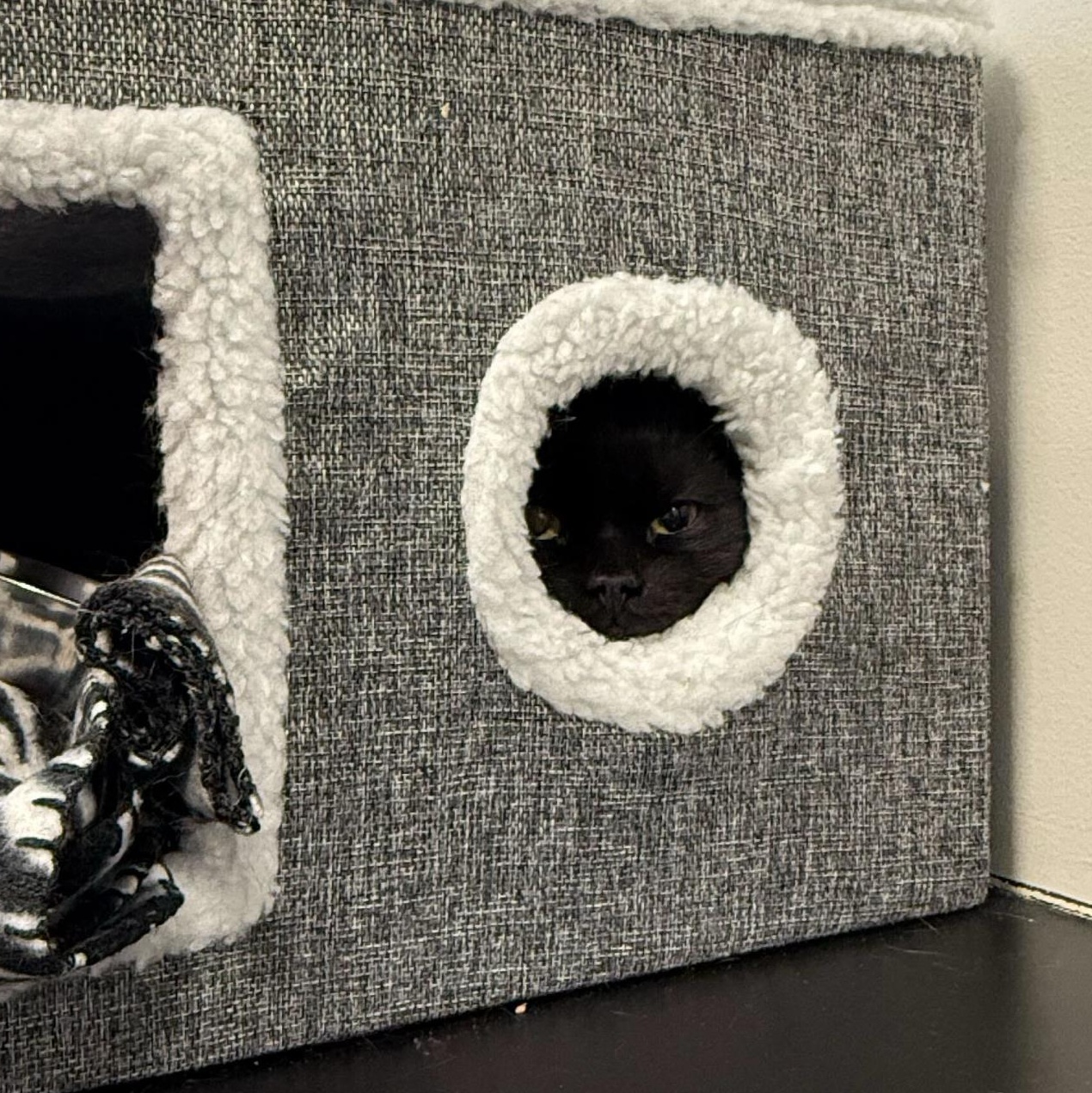 Enlarge Nutella, a Adoptable Domestic Short Hair in North Haven, CT image 2/2