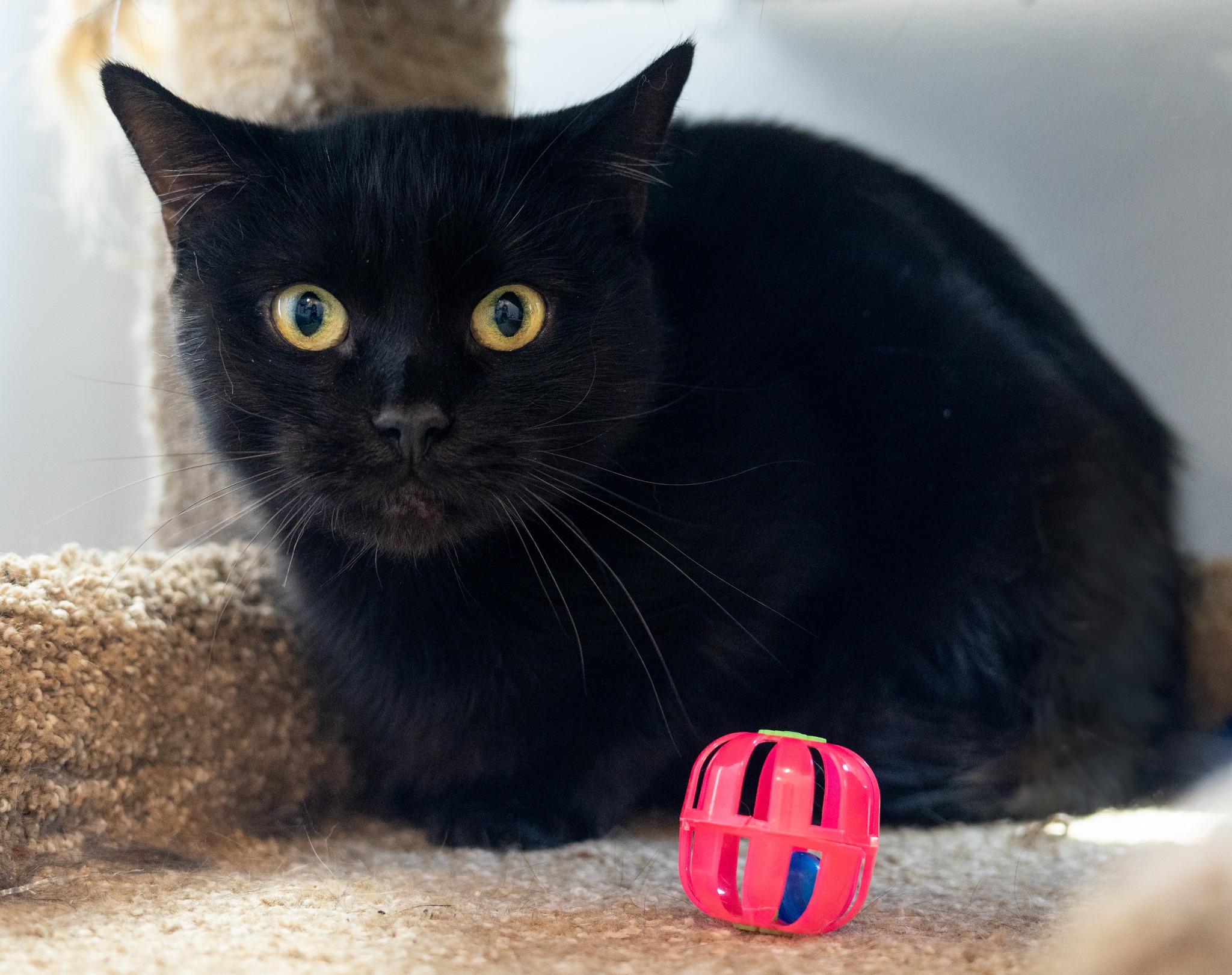 Nutella, Adoptable, Young Female Domestic Short Hair.