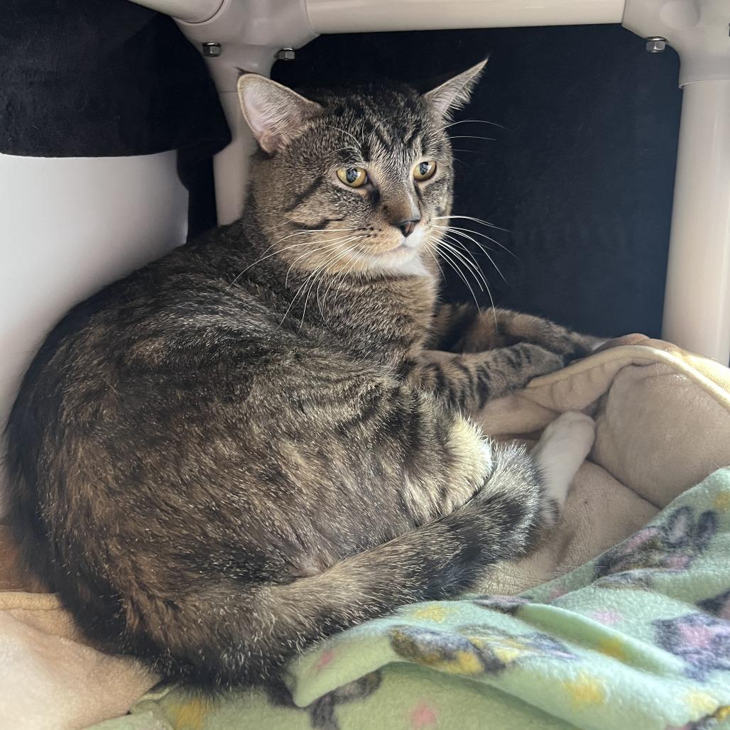 Enlarge DJ, a Adoptable Domestic Medium Hair in Saint Cloud, MN image 1/6