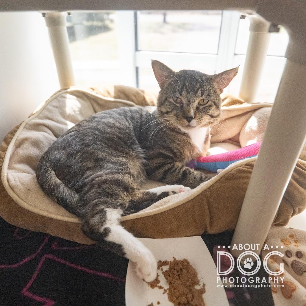 Enlarge DJ, a Adoptable Domestic Medium Hair in Saint Cloud, MN image 2/6