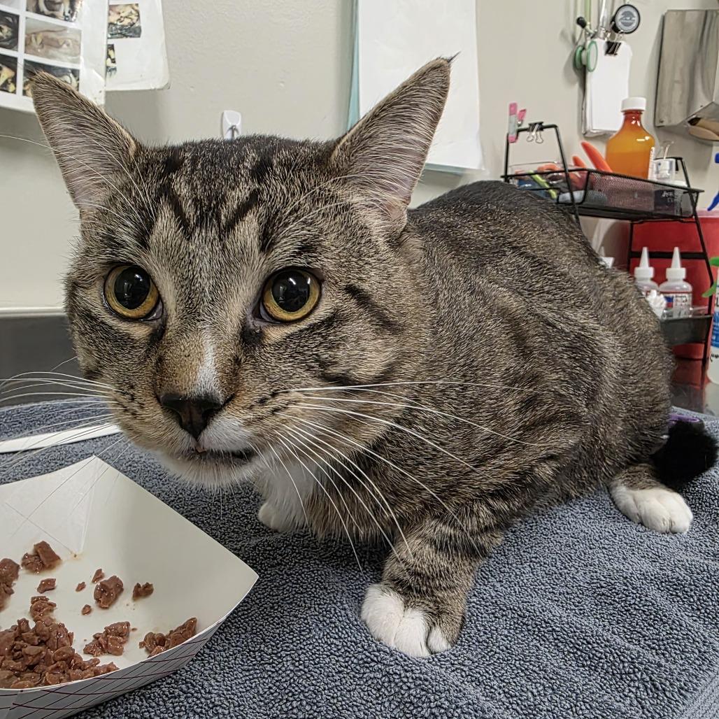 Enlarge DJ, a Adoptable Domestic Medium Hair in Saint Cloud, MN image 3/6