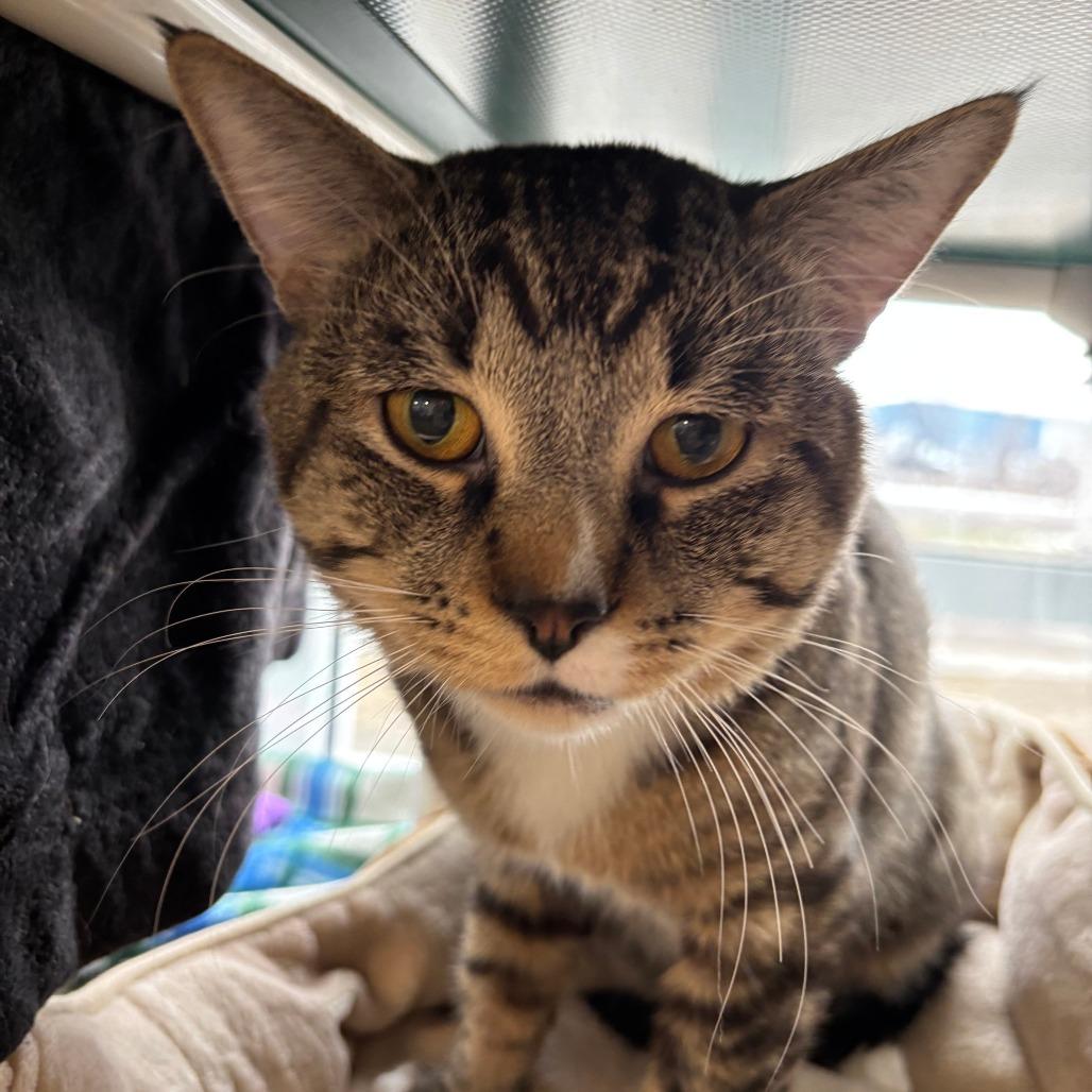 Enlarge DJ, a Adoptable Domestic Medium Hair in Saint Cloud, MN image 4/6