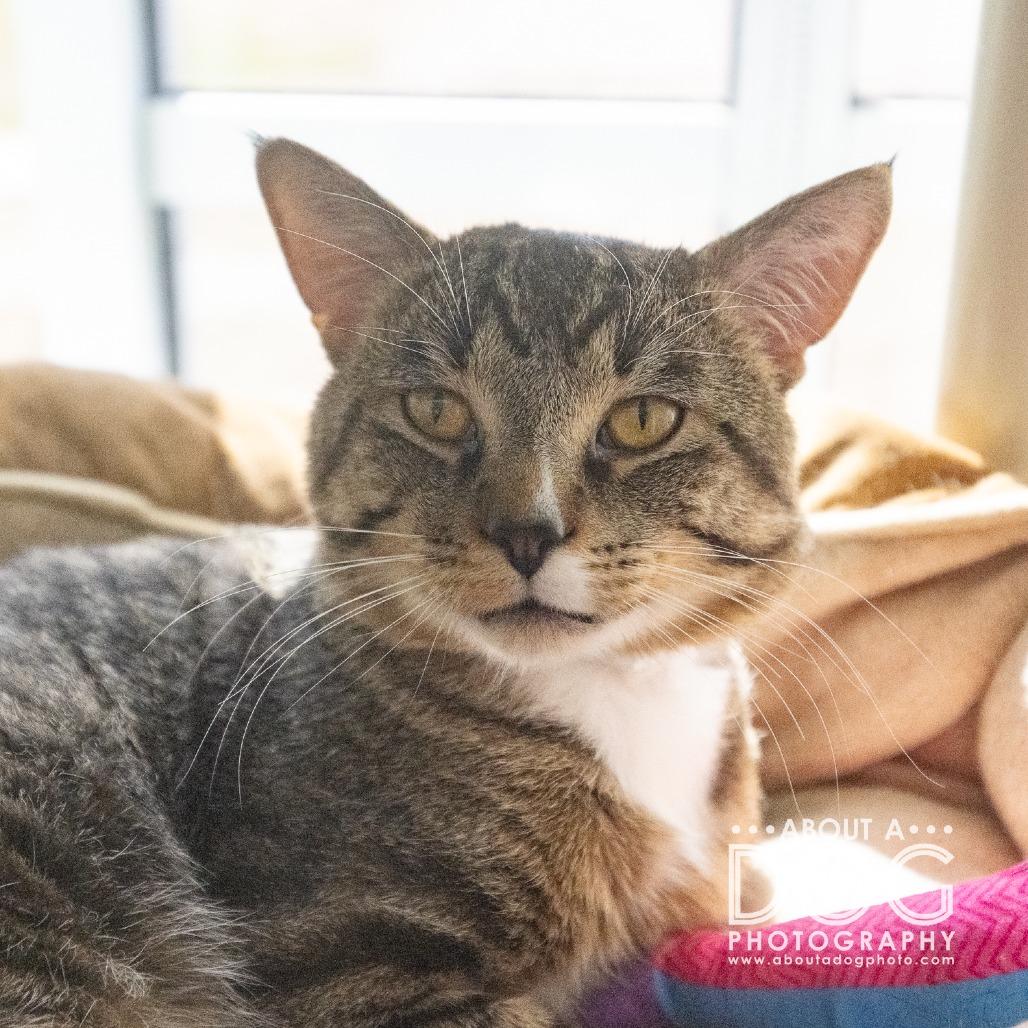 Enlarge DJ, a Adoptable Domestic Medium Hair in Saint Cloud, MN image 5/6