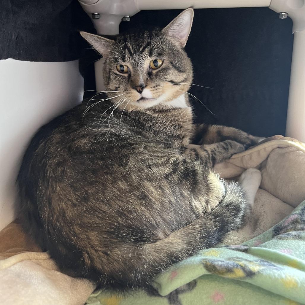 Enlarge DJ, a Adoptable Domestic Medium Hair in Saint Cloud, MN image 6/6