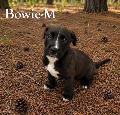 Bowie, Adoptable, Puppy Male Labrador Retriever & Mixed Breed.