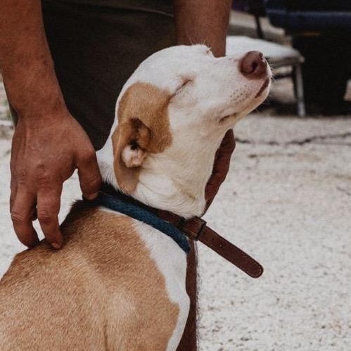 Sol, ADOPTABLE, Young Female Beagle & Whippet.