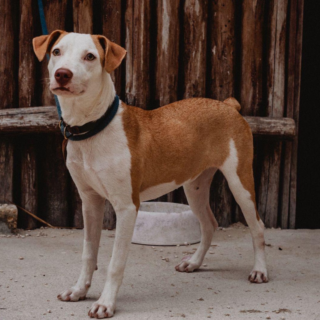 Enlarge Sol, a ADOPTABLE mixed breed in New York, NY image 2/6