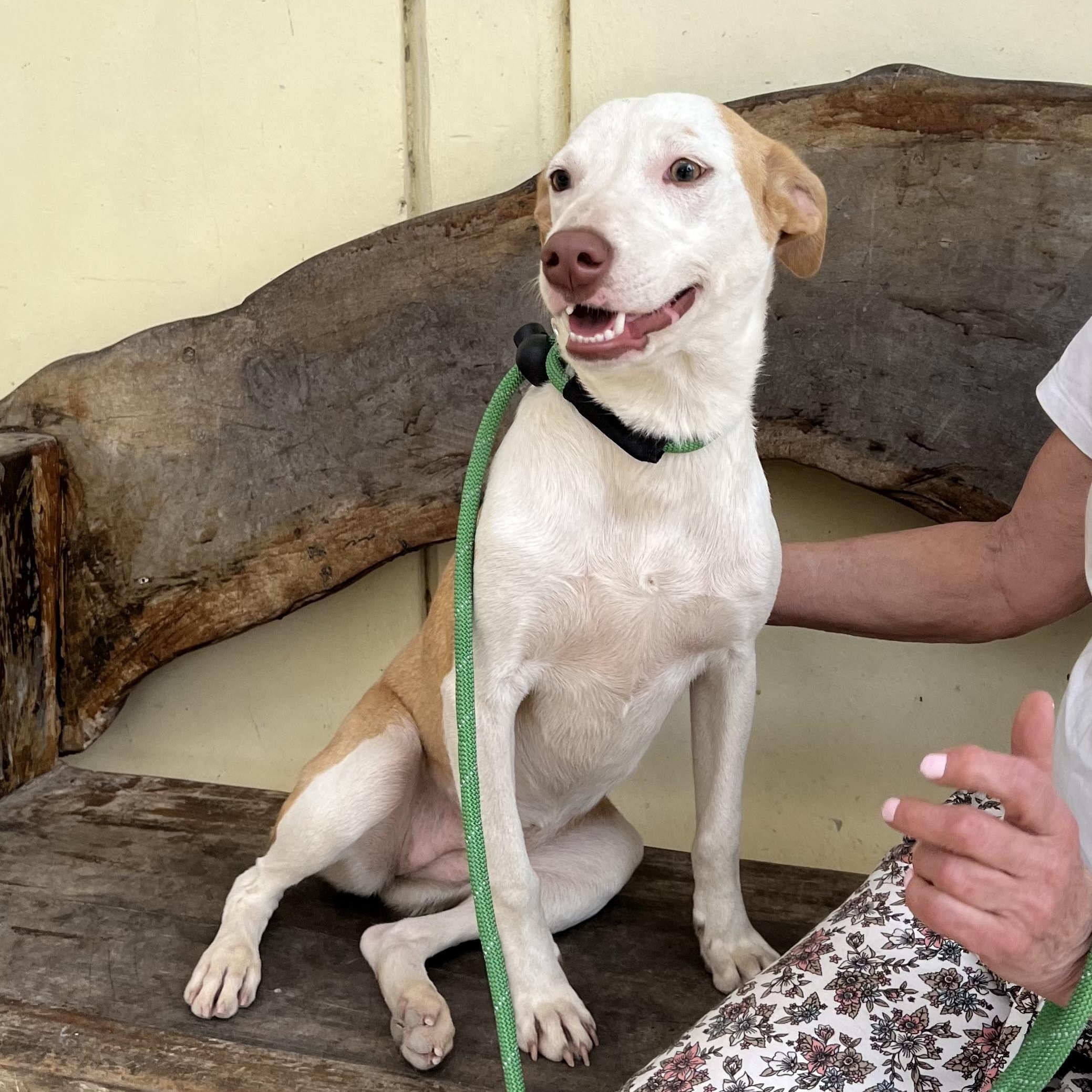 Enlarge Sol, a ADOPTABLE mixed breed in New York, NY image 5/6