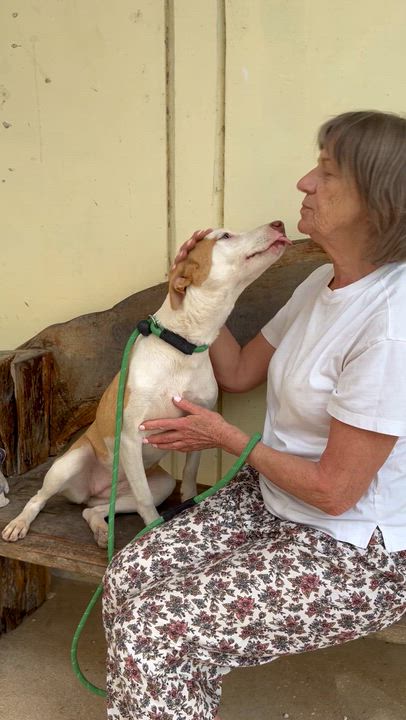 Enlarge Sol, a ADOPTABLE mixed breed in New York, NY video 3/6