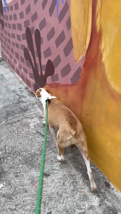 Enlarge Sol, a ADOPTABLE mixed breed in New York, NY video 6/6