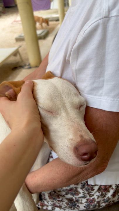 Enlarge Sol, a ADOPTABLE mixed breed in New York, NY video 4/6