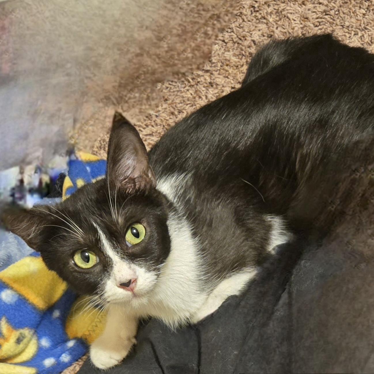 Misty, an adoptable Tuxedo in Calumet, MI, 49913 | Photo Image 2