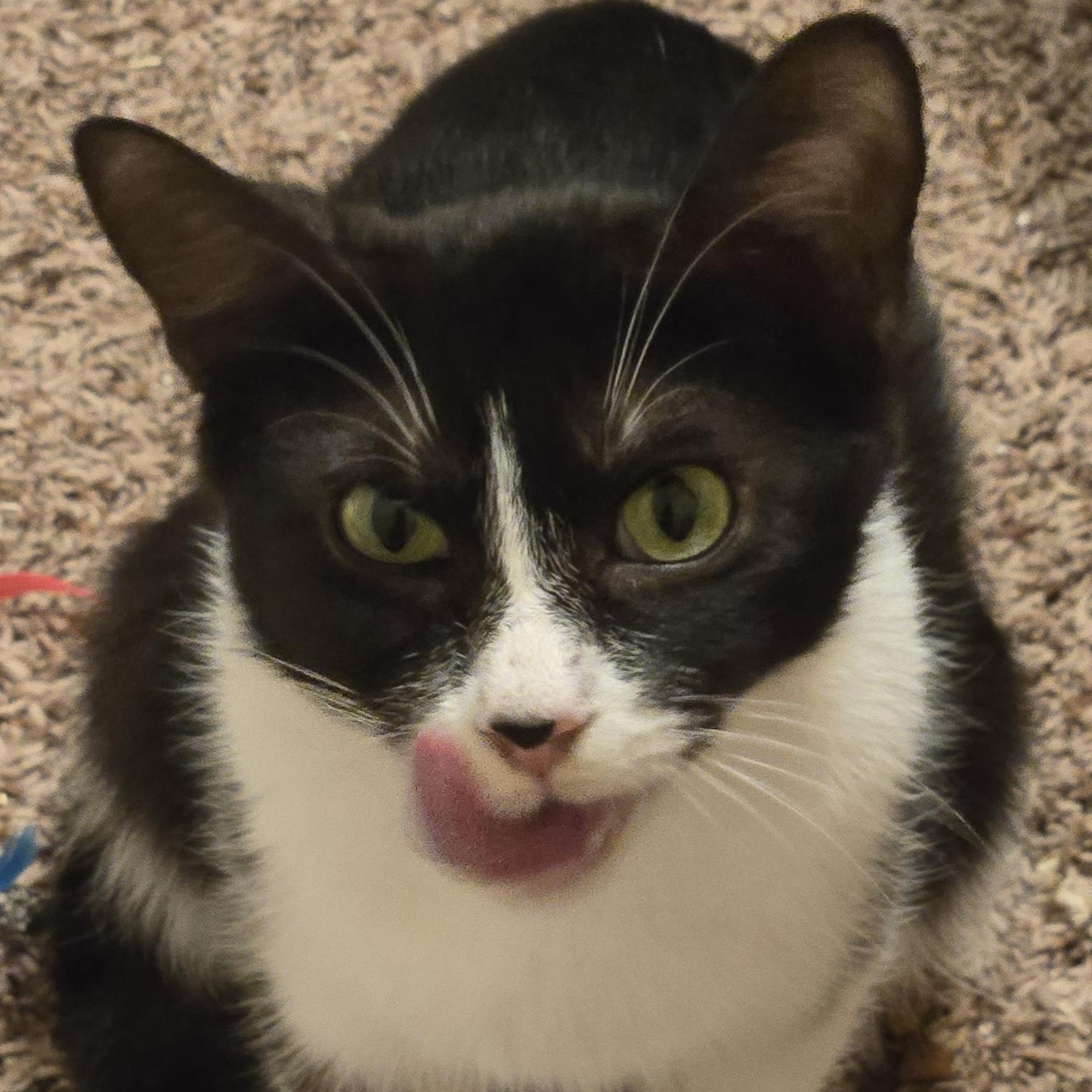 Misty, an adoptable Tuxedo in Calumet, MI, 49913 | Photo Image 1