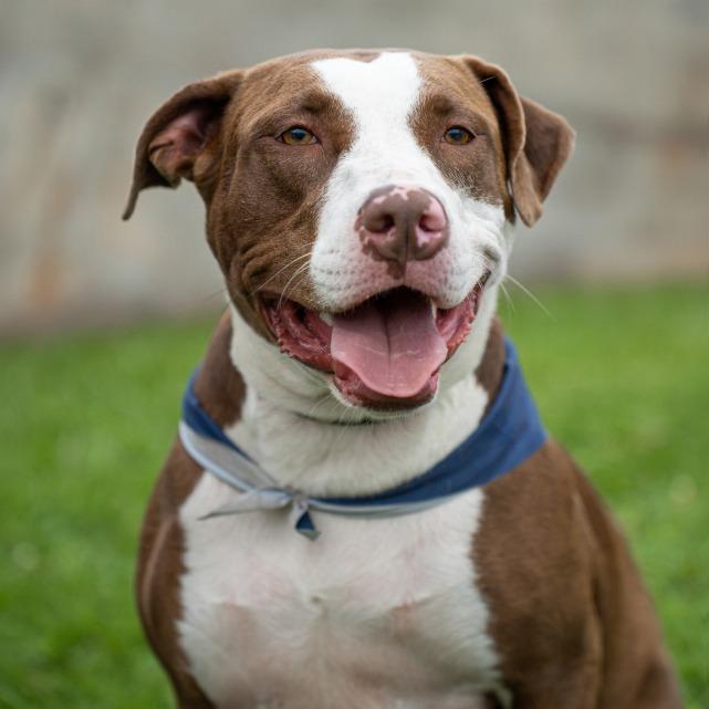 Hayden, Adoptable, Young Female Mixed Breed.