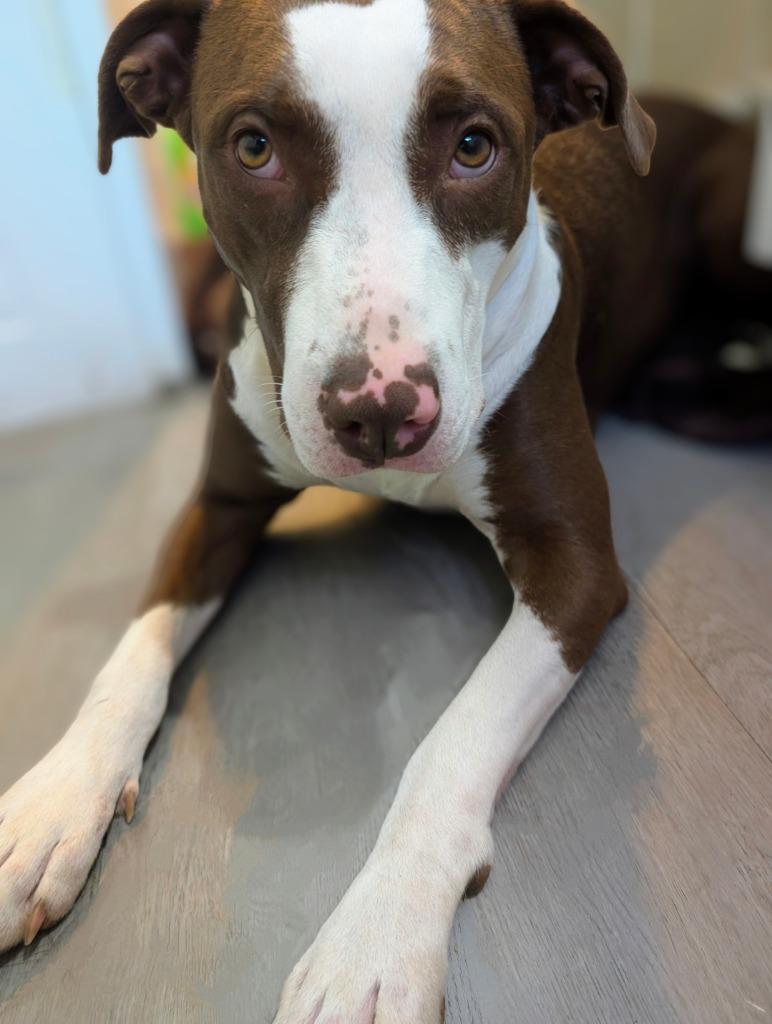 Hayden, a Adoptable Mixed Breed in Little Rock, AR image 2/6