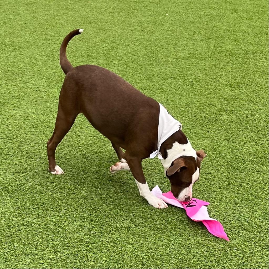 Hayden, a Adoptable Mixed Breed in Little Rock, AR image 3/6