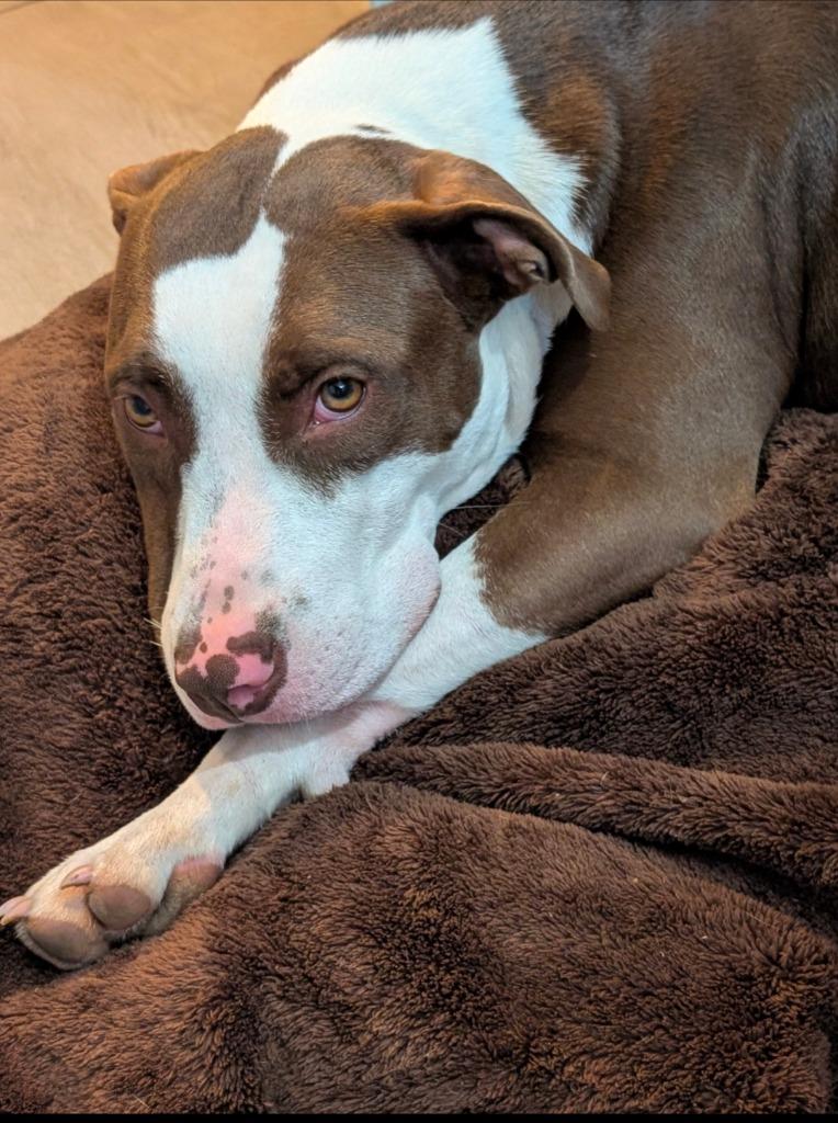 Hayden, a Adoptable Mixed Breed in Little Rock, AR image 4/6